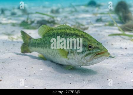 Ein großer Forellenbarsch (Micropterus salmoides) ruht auf dem sandigen Boden eines zentralen Florida Quelle. Dieser Fisch schien völlig unbesorgt über t Stockfoto