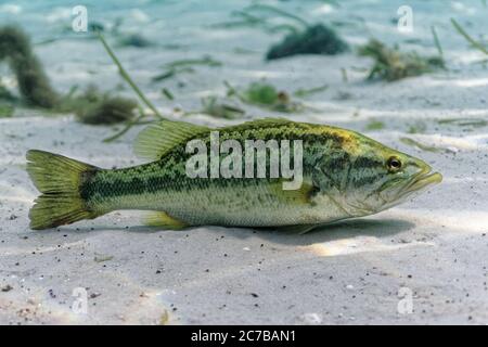 Ein großer Forellenbarsch (Micropterus salmoides) ruht auf dem sandigen Boden eines zentralen Florida Quelle. Dieser Fisch schien völlig unbesorgt über t Stockfoto