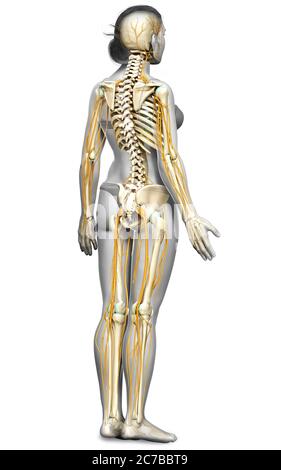 3d-Darstellung medizinisch akkurate Darstellung eines weiblichen Nervensystems und Skelettsystem Stockfoto