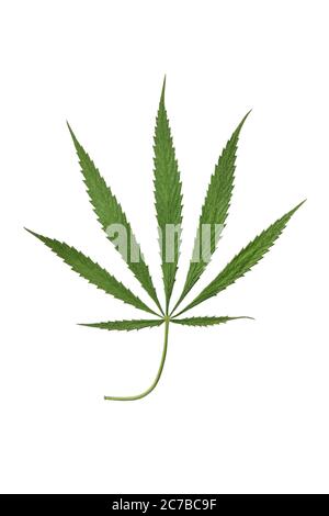 Cannabisblatt Nahaufnahme isoliert auf weißem Hintergrund Stockfoto