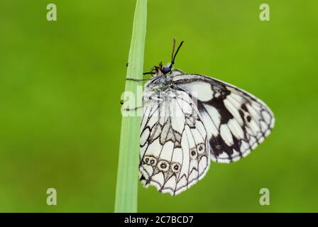 Marmorschmetterling - Melanargia galathea, schöner schwarzer und weißer Schmetterling aus europäischen Wiesen, Zlin, Tschechische Republik. Stockfoto