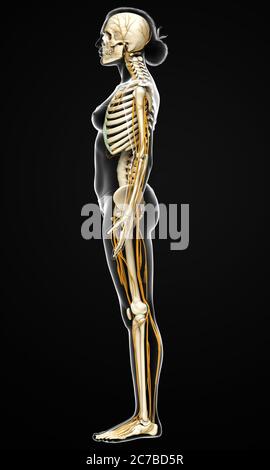 3d-Darstellung medizinisch akkurate Darstellung eines weiblichen Nervensystems und Skelettsystem Stockfoto