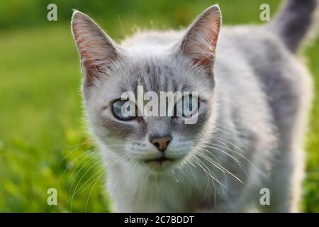 Liebenswert Katze Spaziergänge auf dem Gras im Park Stockfoto