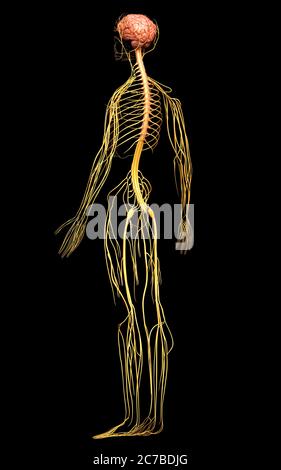 3D-gerenderte medizinisch genauen Abbildung des Nervensystems Stockfoto