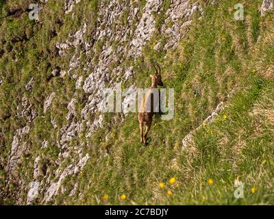 Aufnahmen einer wilden Steinbock-Bergziege, die auf Gras auf einer Klippe in den hochalpen im pilatus-Gebiet der schweiz blickt. Stockfoto