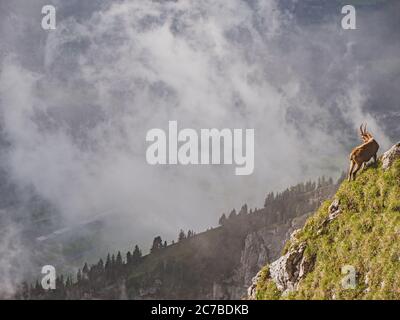 Aufnahmen einer wilden Steinbock-Bergziege, die auf Gras auf einer Klippe in den hochalpen im pilatus-Gebiet der schweiz blickt. Stockfoto