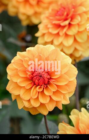 Orangefarbene Blüten der dekorativen Dahlie 'David Howard' auf grünem Hintergrund Stockfoto