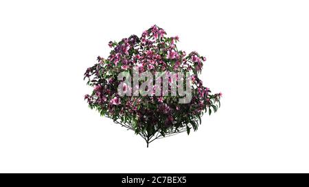 azalea Blüten rosa - isoliert auf weißem Hintergrund Stockfoto