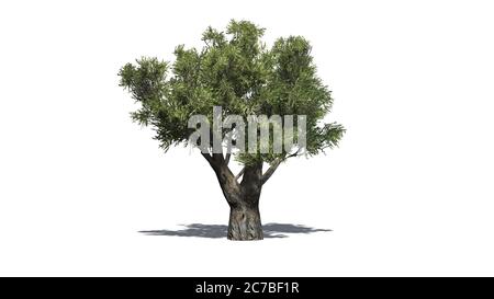 Afrikanischer Olivenbaum mit Schatten auf dem Boden - isoliert auf weißem Hintergrund - 3D-Illustration Stockfoto