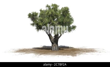 Afrikanischer Olivenbaum auf einer Sandfläche - isoliert auf weißem Hintergrund - 3D-Illustration Stockfoto