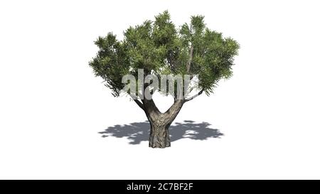 Afrikanischer Olivenbaum mit Schatten auf dem Boden - isoliert auf weißem Hintergrund - 3D-Illustration Stockfoto