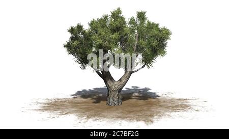 Afrikanischer Olivenbaum auf einer Sandfläche - isoliert auf weißem Hintergrund - 3D-Illustration Stockfoto