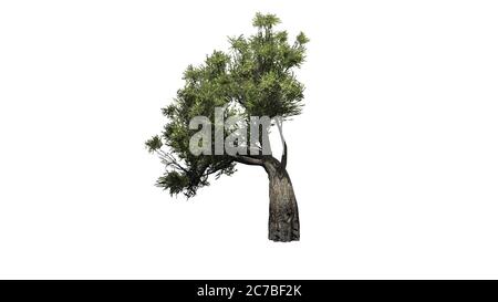 Afrikanischer Olivenbaum - isoliert auf weißem Hintergrund - 3D Illustration Stockfoto