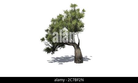 Afrikanischer Olivenbaum mit Schatten auf dem Boden - isoliert auf weißem Hintergrund - 3D-Illustration Stockfoto