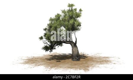 Afrikanischer Olivenbaum auf einer Sandfläche - isoliert auf weißem Hintergrund - 3D-Illustration Stockfoto