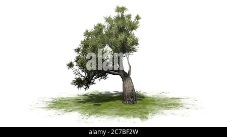 Afrikanischer Olivenbaum auf einer grünen Fläche - isoliert auf weißem Hintergrund - 3D-Illustration Stockfoto