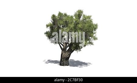 Afrikanischer Olivenbaum mit Schatten auf dem Boden - isoliert auf weißem Hintergrund - 3D-Illustration Stockfoto