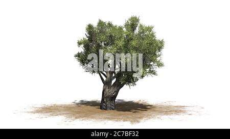 Afrikanischer Olivenbaum auf einer Sandfläche - isoliert auf weißem Hintergrund - 3D-Illustration Stockfoto