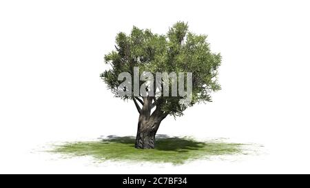 Afrikanischer Olivenbaum auf einer grünen Fläche - isoliert auf weißem Hintergrund - 3D-Illustration Stockfoto