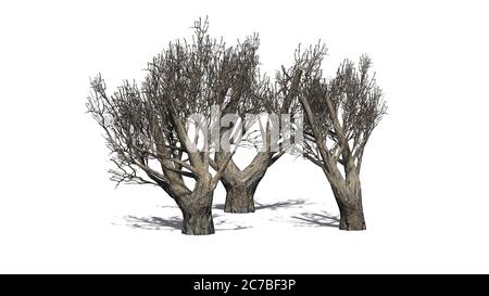 Set von afrikanischen Olivenbäumen im Winter mit Schatten auf dem Boden - isoliert auf weißem Hintergrund - 3D-Illustration Stockfoto