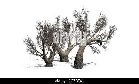 Set von afrikanischen Olivenbäumen im Winter mit Schatten auf dem Boden - isoliert auf weißem Hintergrund - 3D-Illustration Stockfoto