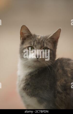 Eine schöne aschgrau weiße Katze sitzt auf einer Fensterbank. Nahaufnahme Stockfoto