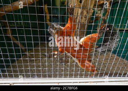 Ein Prevost-Eichhörnchen, das hoch gegen das Netz klettert Stockfoto