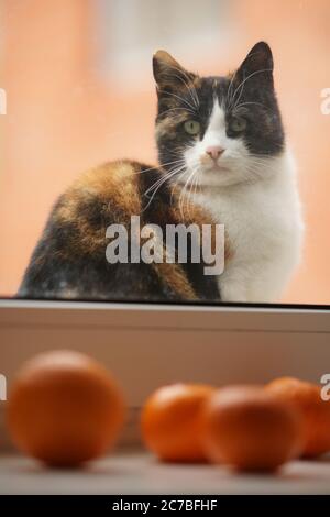 Hungrige Calico Katze sitzt auf einer Fensterbank. Blick in den Raum durch das Fenster. Auf der Schwelle sind Mandarinen. Stockfoto