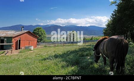 Naomi Pony Pferd in Straußenfarm, Bulgarien Stockfoto