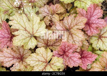 Heucherella Honigrose Schaumig Glocken Stockfoto