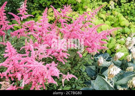 Rose, Pink, Chinese Astilbe chinensis, Astilbe „Little Vision in Pink“, Gartenpflanzen, Blumenblumen blühende Blüten blühende Blüten, Juli Stockfoto