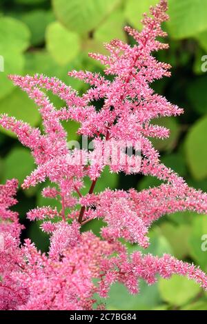 Pinke Astilbe chinensis 'Little Vision in Pink' Stockfoto