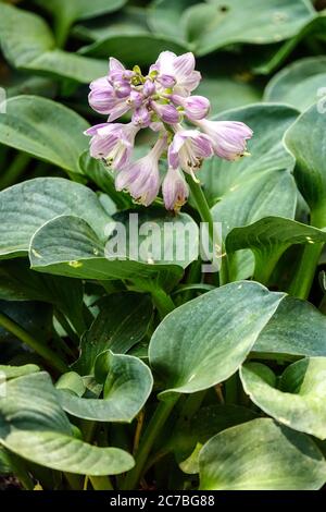 Hosta Blue Maus Ohren Stockfoto