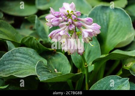 Hosta 'Blue Mouse Ears' Mini-Hostas Stockfoto