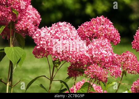 Pink Hydrangea arborescens 'Invincibelle Spirit', glatte Hydrangea Stockfoto