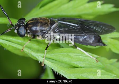 Black Soldier Fly - der lateinische Name ist Hermetia illucens. Nahaufnahme der Fliege, die auf einem Blatt sitzt. Diese Art wird bei der Produktion von Protein verwendet. Stockfoto