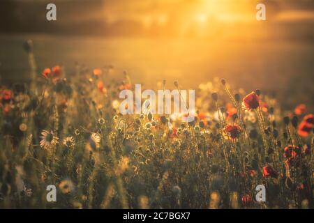 Mohnblumen und Gänseblümchen im Abendlicht zusammen Stockfoto