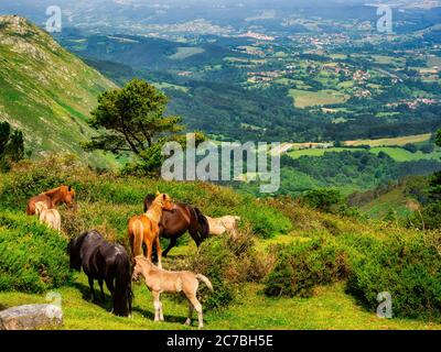 Wilde Bergpferde in Asturien Stockfoto