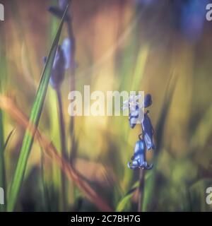 Bluebells in Hay Wood bei Solihull, Großbritannien Stockfoto