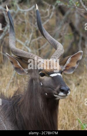 Kopfprofil Nahaufnahme eines prächtigen männlichen Nyala mit atemberaubenden Hörnern in Kruger Südafrika Stockfoto