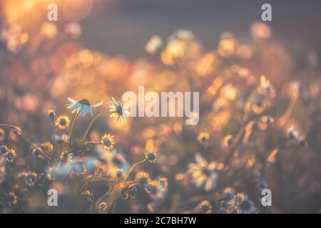 Mohnblumen und Gänseblümchen im Abendlicht zusammen Stockfoto