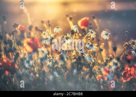 Mohnblumen und Gänseblümchen im Abendlicht zusammen Stockfoto