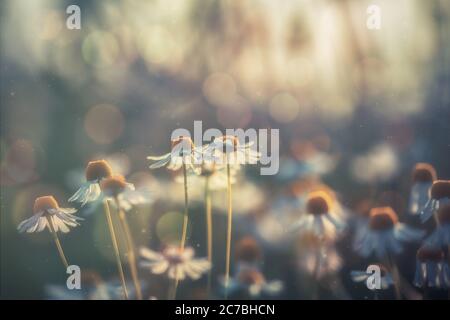 Schöne Gänseblümchen in der englischen Landschaft im Frühling und Sommer Stockfoto