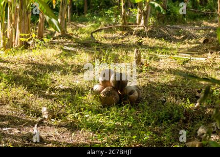 Blick auf den heiligen Affenwald in Ubud Stockfoto