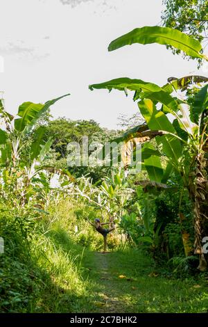 Blick auf den heiligen Affenwald in Ubud Stockfoto