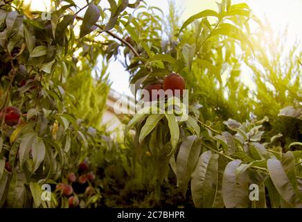 Pfirsiche im Garten am Morgen Stockfoto