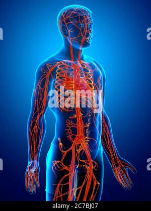3d-Darstellung medizinisch akkurate Darstellung des Kreislaufsystems Stockfoto