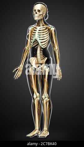 3d-Darstellung medizinisch akkurate Darstellung eines weiblichen Nervensystems und Skelettsystem Stockfoto