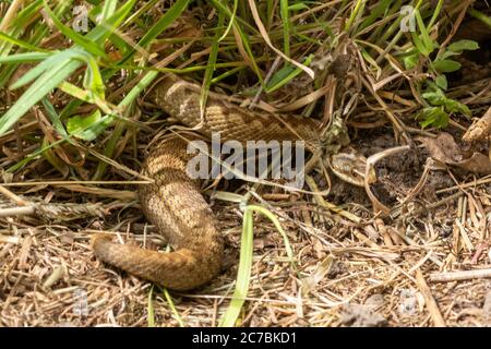 Gravide weibliche Adder (Vipera berus) sonnen sich in Hampshire, Großbritannien Stockfoto