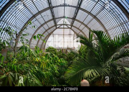 London. Großbritannien. Ca. August 2017. Palmengarten in einem Gewächshaus in Kew Royal Botanic Gardens. Stockfoto